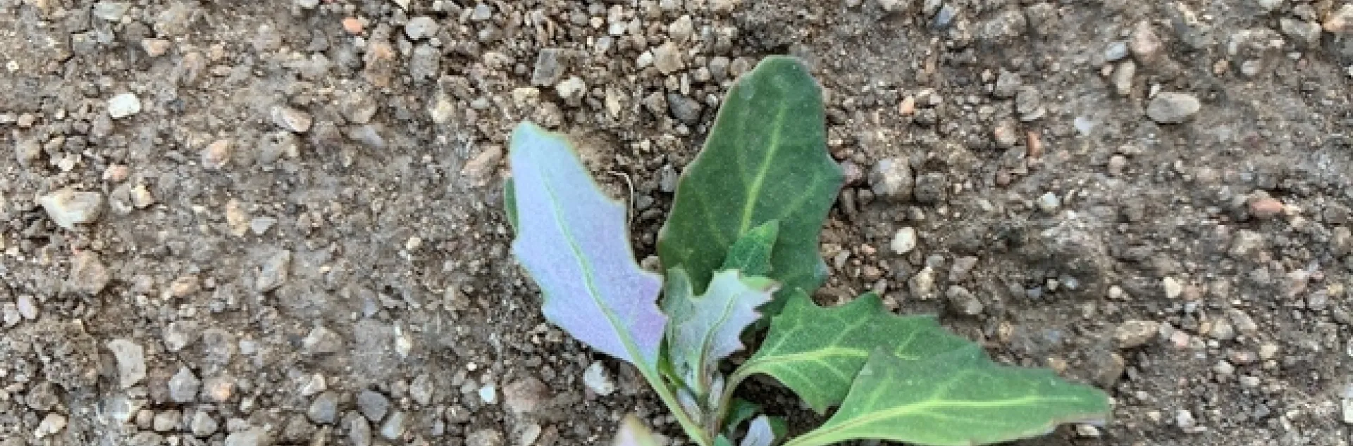 Photo 1 0 Oakleaf goosefoot