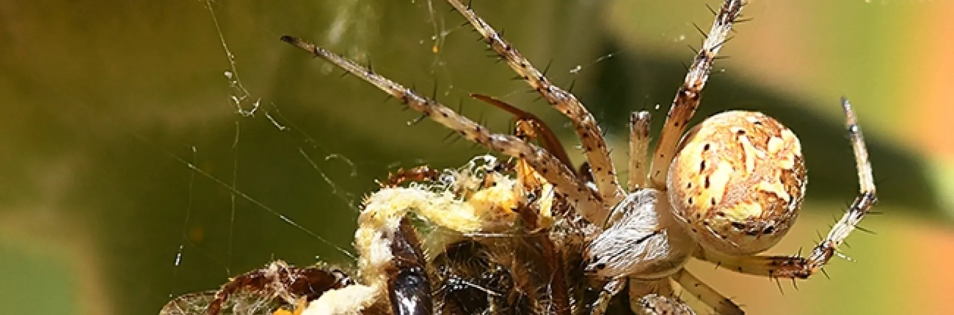 A spider executes Plan Bee. (Photo by Kathy Keatley Garvey)