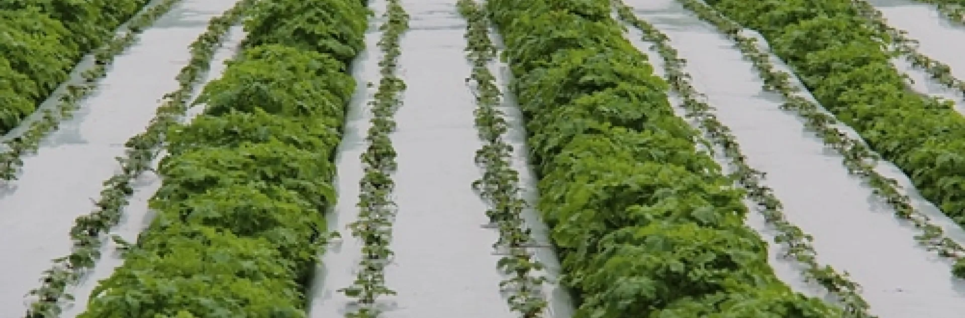 Photo of the type of cover crops planted in furrows of a strawberry field.