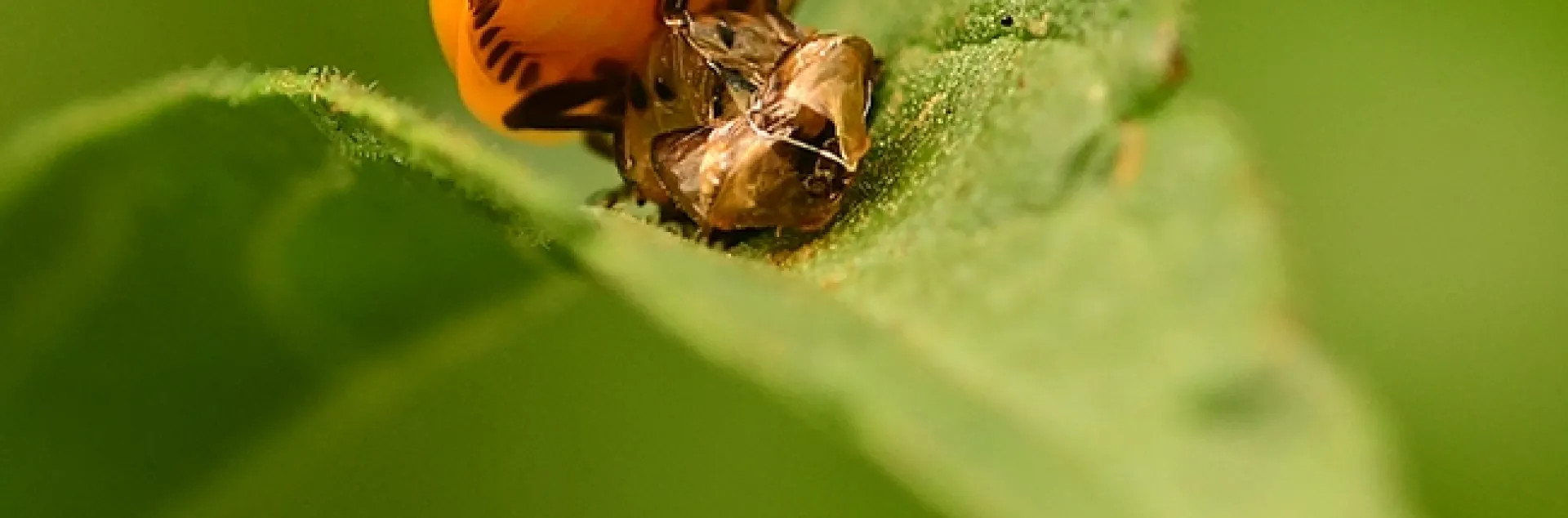 Welcome to the world! A lady beetle, aka ladybug, emerges from its pupal case. (Photo by Kathy Keatley Garvey)