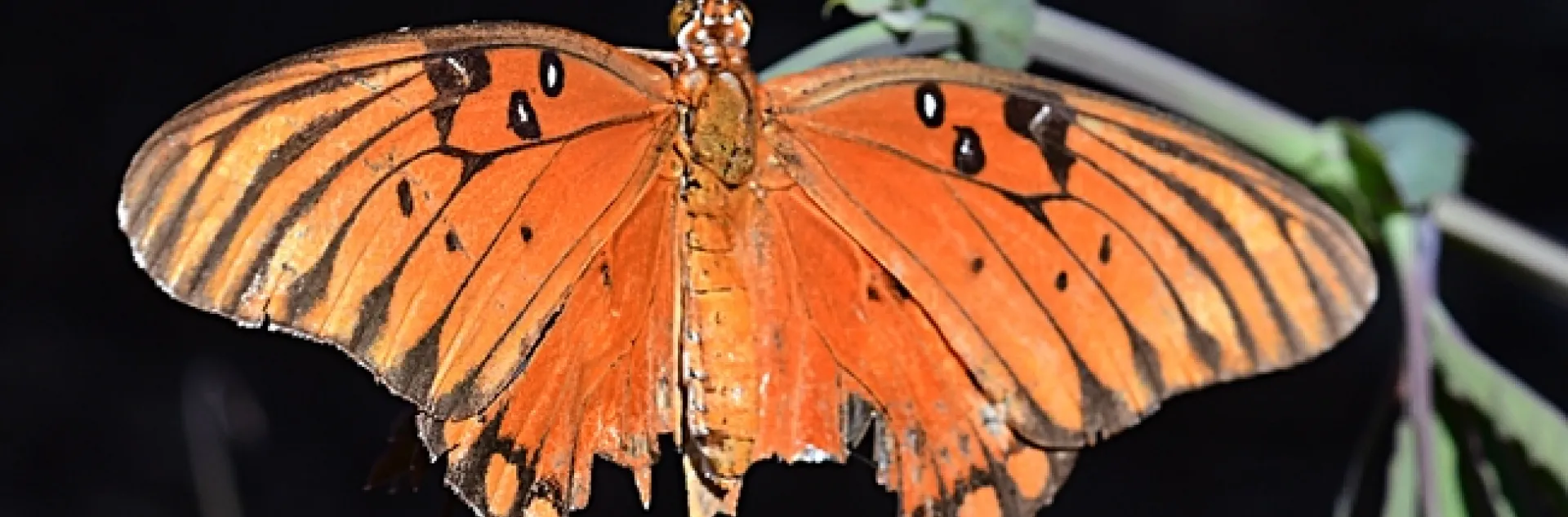A Gulf Fritillary, Agraulis vanillae, manages to fly despite a huge chunk missing from her wings. (Photo by Kathy Keatley Garvey)