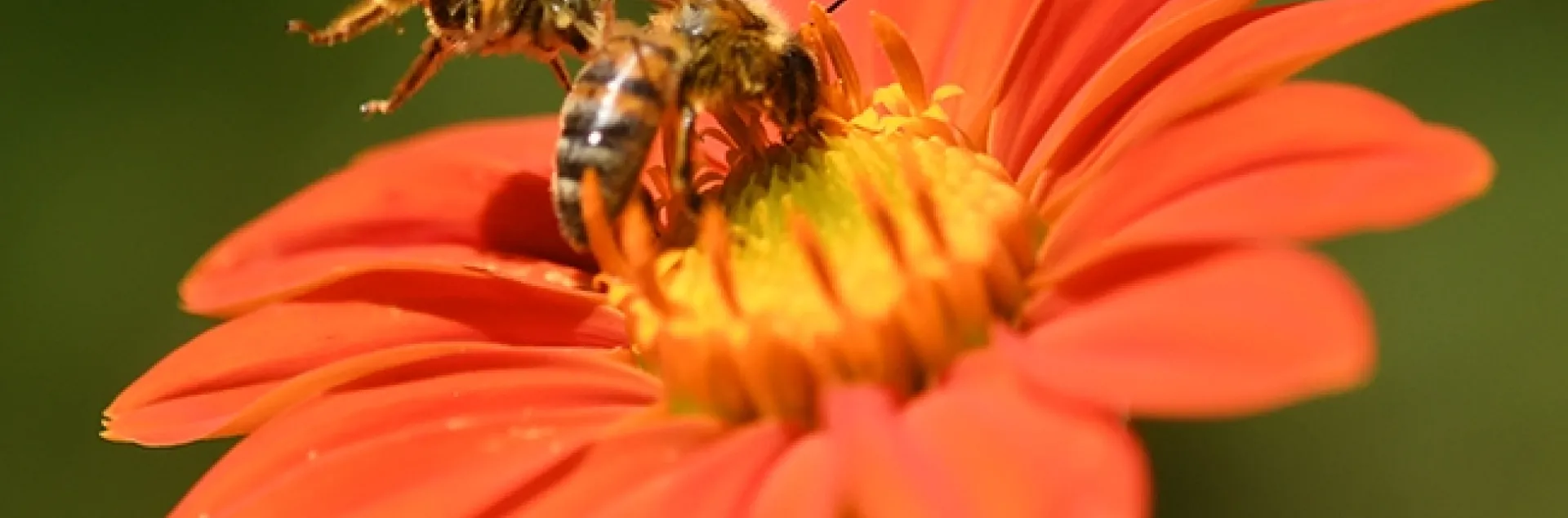A male long-horned bee, Melissodes agilis, targets a honey bee nectaring on a Mexican sunflower, Tithonia rotundifola. This was shot with a shutter speed set at 1/5000 of a second. (Photo by Kathy Keatley Garvey)