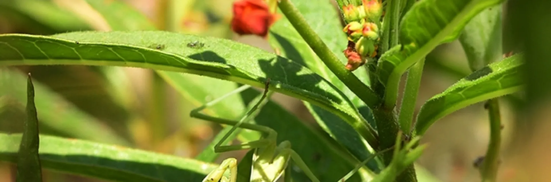 "Walda" snares a bee, probably a leafcutter bee, in a patch of milkweed. (Photo by Kathy Keatley Garvey)