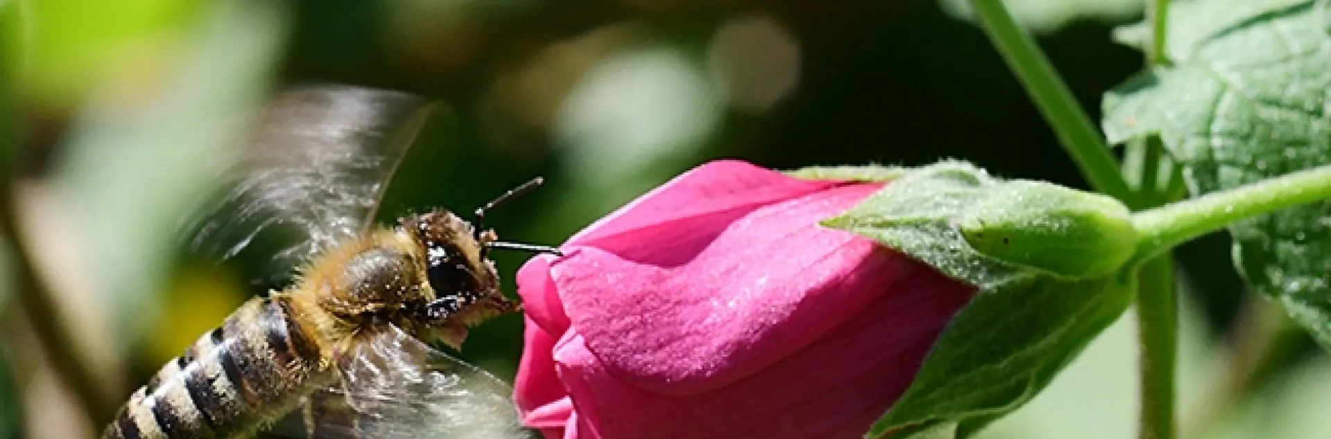An energetic honey bee heads for a cape mallow (Anisodontea sp. "Strybing Beauty"), only to find it closed. (Photo by Kathy Keatley Garvey)