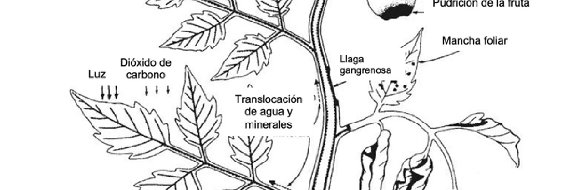 Plant disease spanish