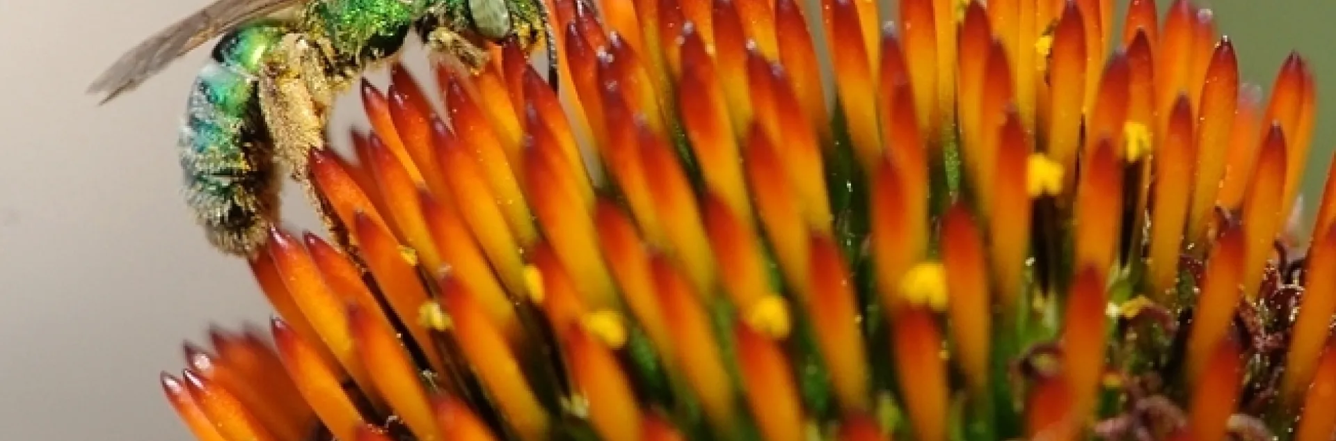A female metallic green sweat bee, genus Agapostemon ,on a purple coneflower. (Photo by Kathy Keatley Garvey)