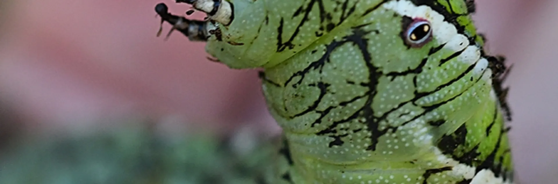 This three-inch-long tobacco hornworm appears to be ready to eat more tomato leaves (or the photographer). (Photo by Kathy Keatley Garvey)