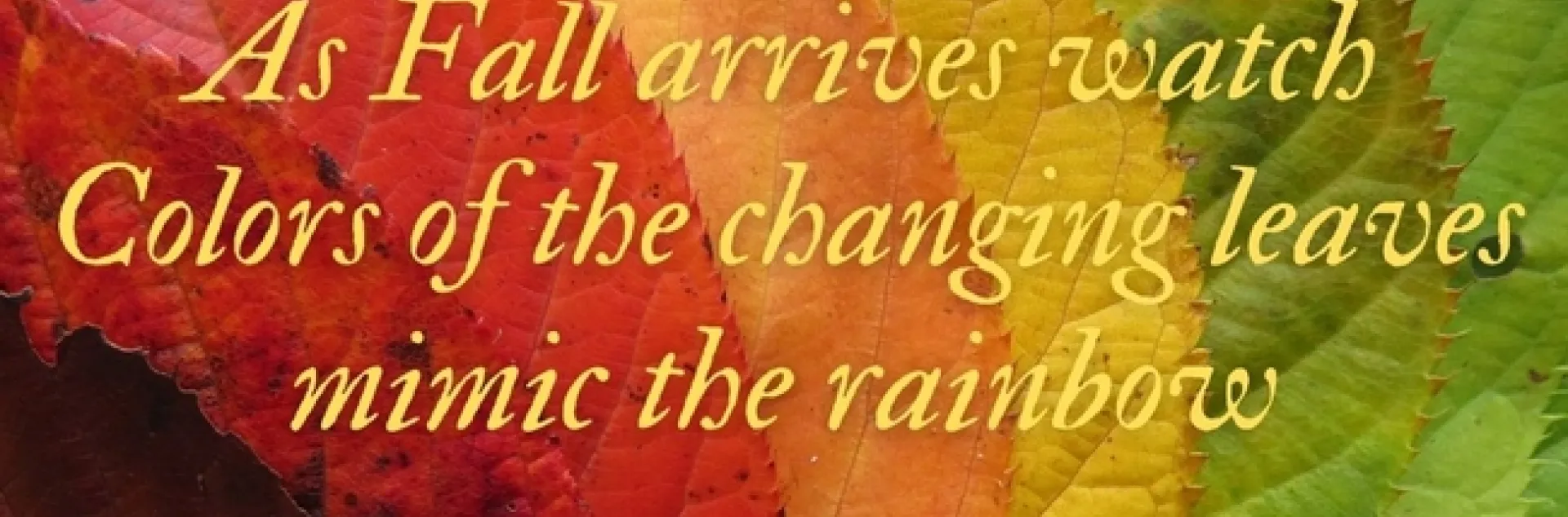 haiku patti brantley 9-2021