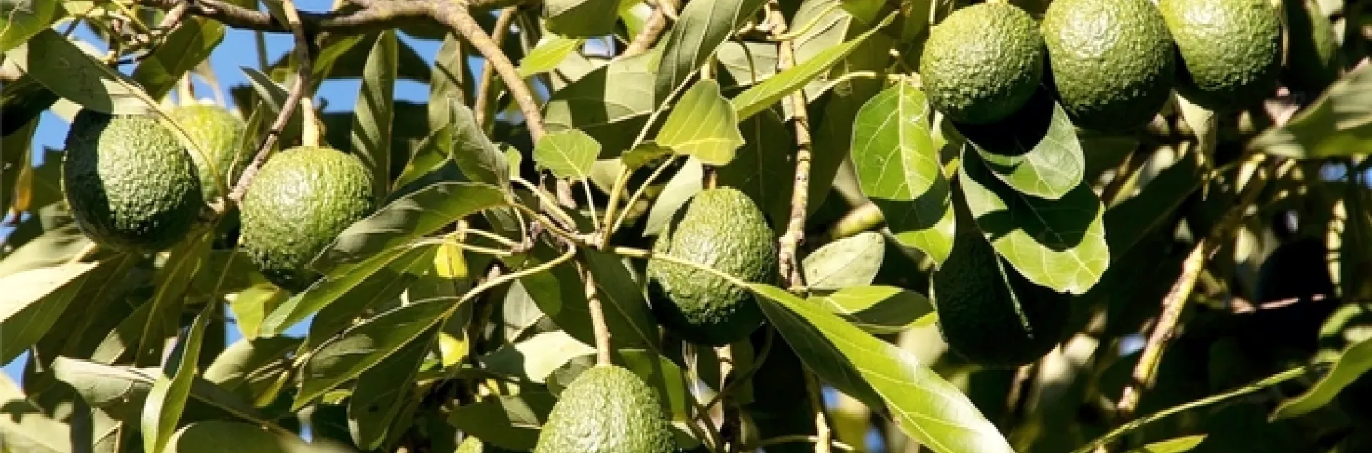 avos