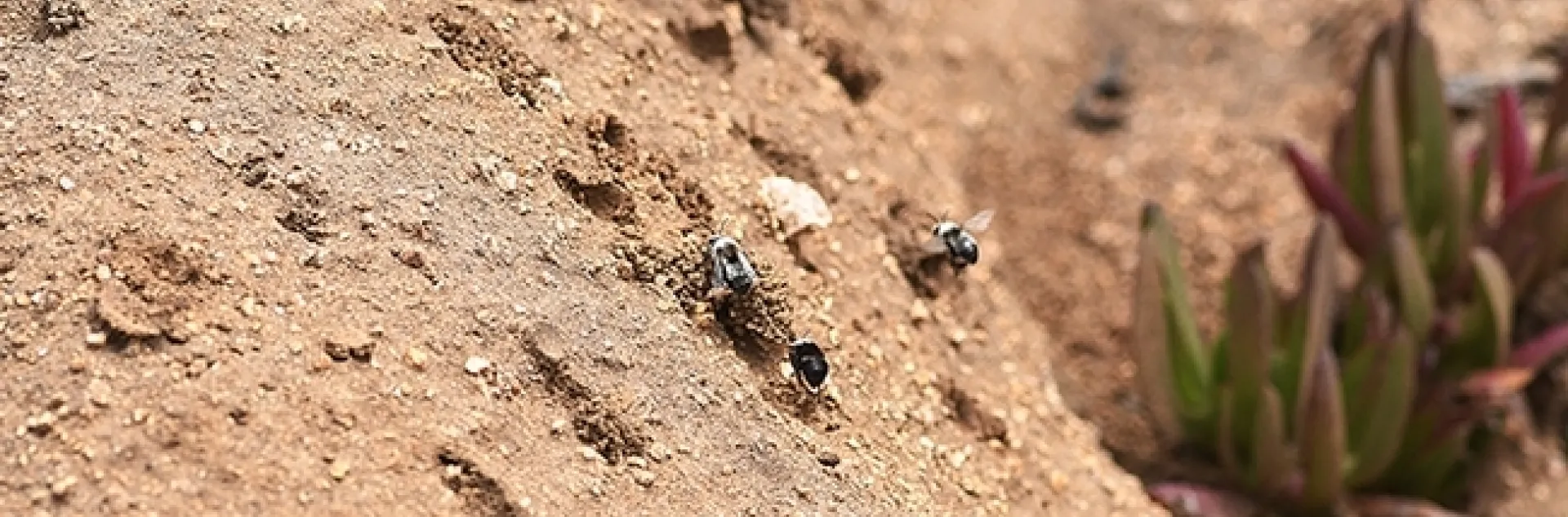 Digger bees, Anthophora bomboides stanfordiana, building their nests in the sand cliffs off Bodega Head. (Photo by Kathy Keatley Garvey)