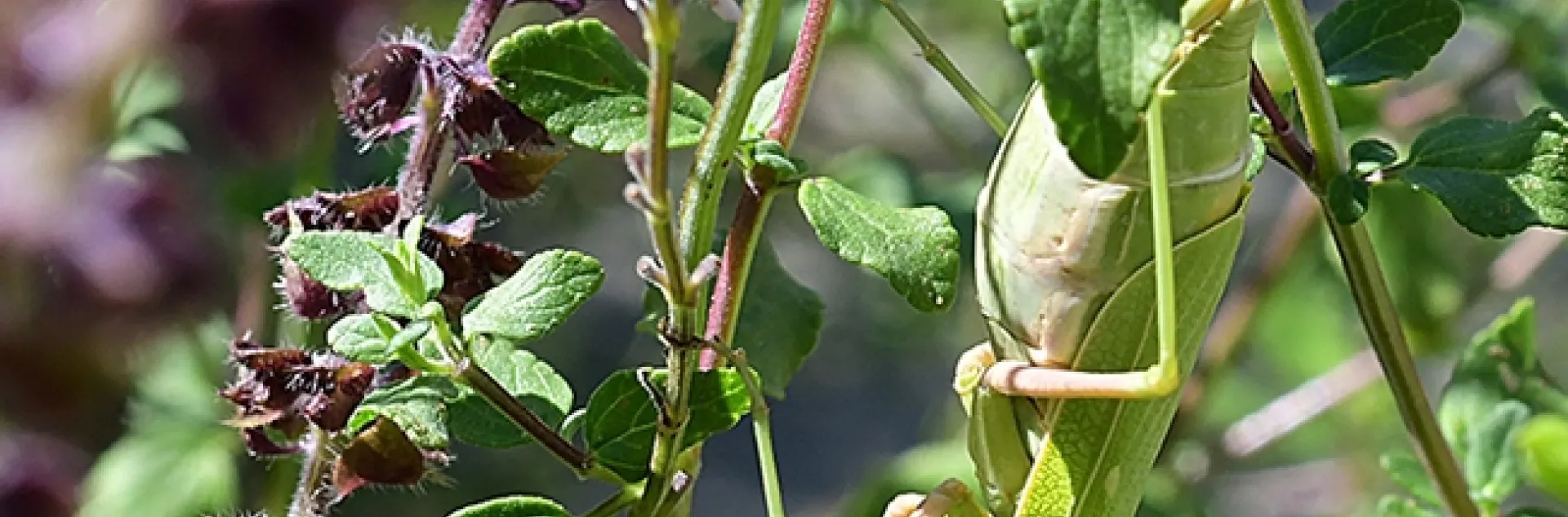Find the praying mantis! This is a female gravid Stagmomantis limbata. (Photo by Kathy Keatley Garvey)