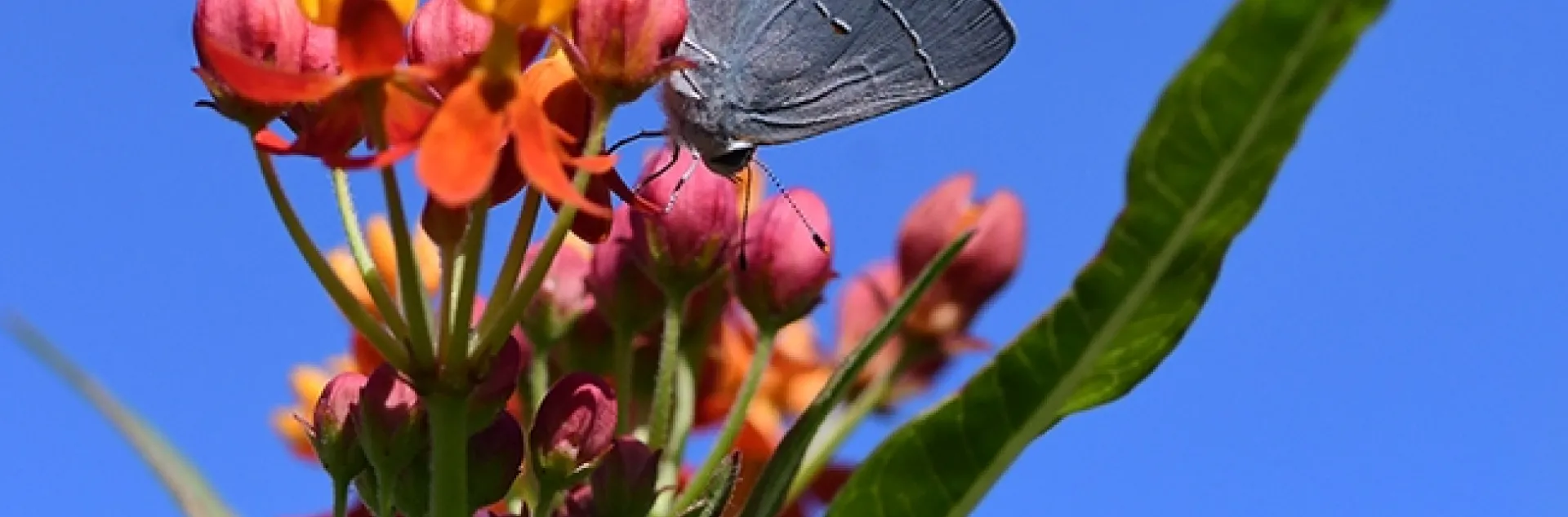 The gray hairstreak, Strymon melinus, finds a play her lay her eggs, on the buds of a tropical milkweed, Asclepias curassavica. (Photo by Kathy Keatley Garvey)
