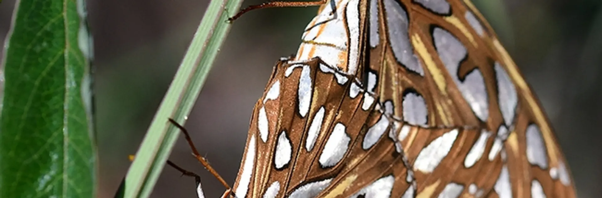 Insect wedding photography: Two Gulf Fritillaries, Agraulis vanillae, in a Vacaville, Calif. pollinator garden. (Photo by Kathy Keatley Garvey)