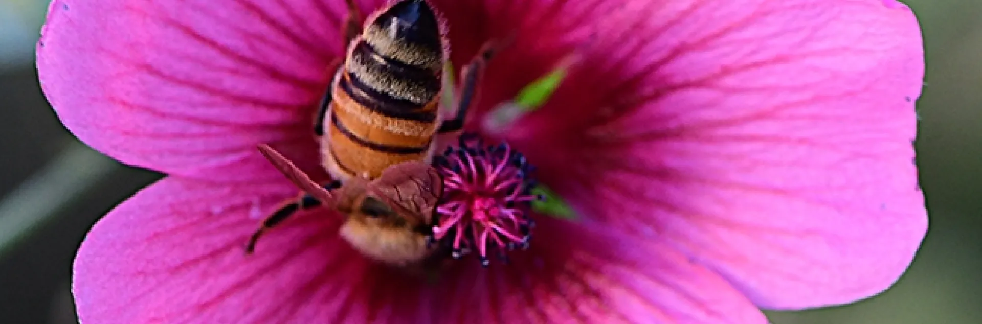 Is there anything more beautiful than a golden honey bee tucked inside the spectacular rosy pink blossom of Anisodontea sp. ‘Strybing Beauty'? (Photo by Kathy Keatley Garvey)