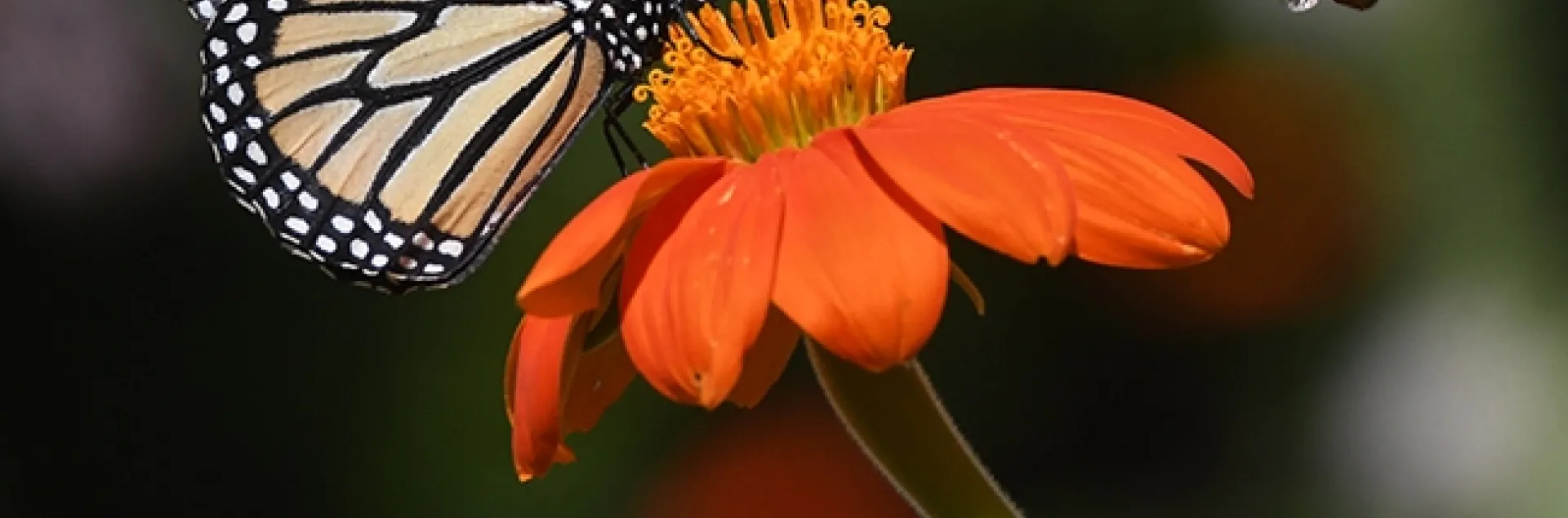 A territorial male bee, Melissodes agilis, targets a monarch nectaring on a Mexican sunflower, Tithonia rotundifola, in July 2020 in Vacaville, Calif. (Photo by Kathy Keatley Garvey)