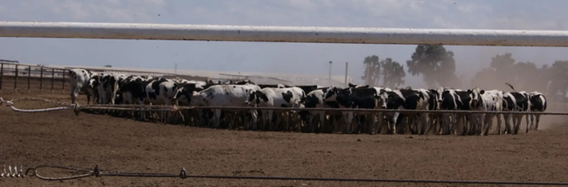 Black and white cows bunch together at a dairy.