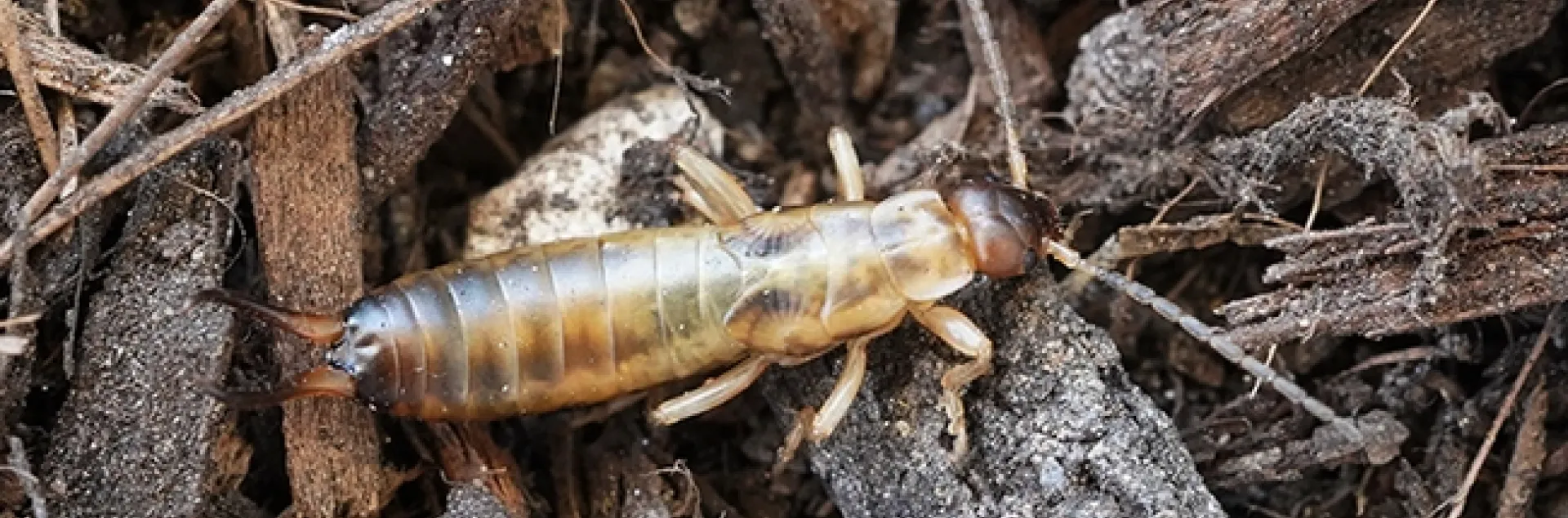 European earwig. (Photo by Beth Grafton-Cardwell)