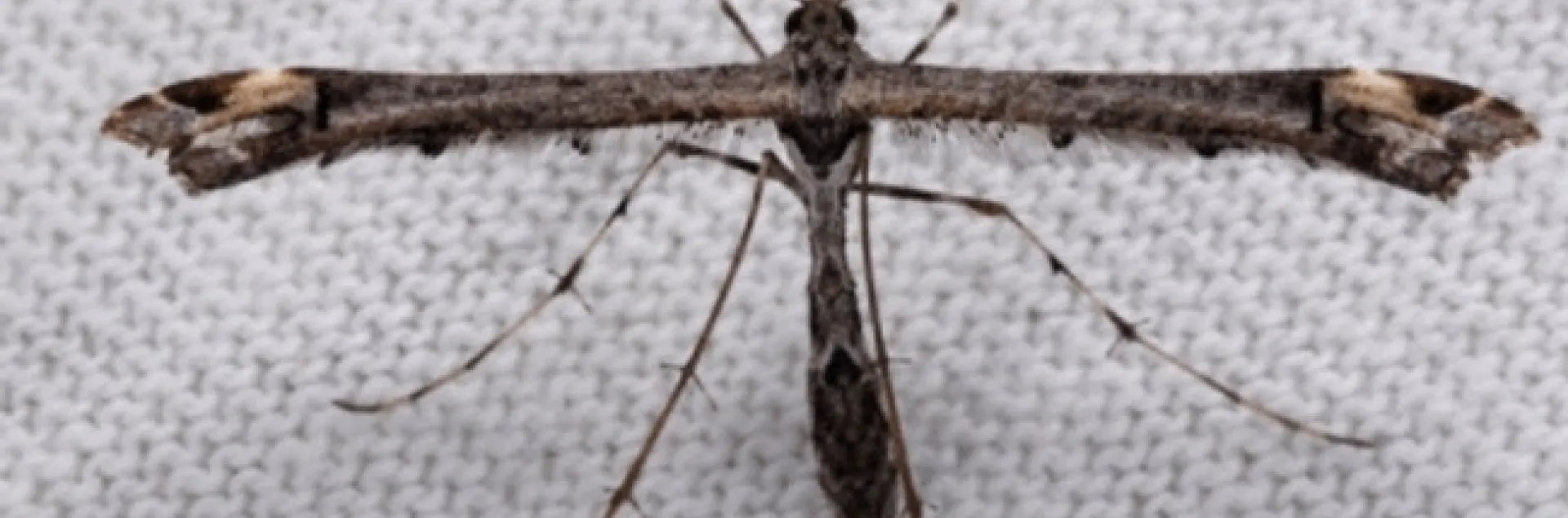 Anstenoptilia marmarodactyla Plume Moth
