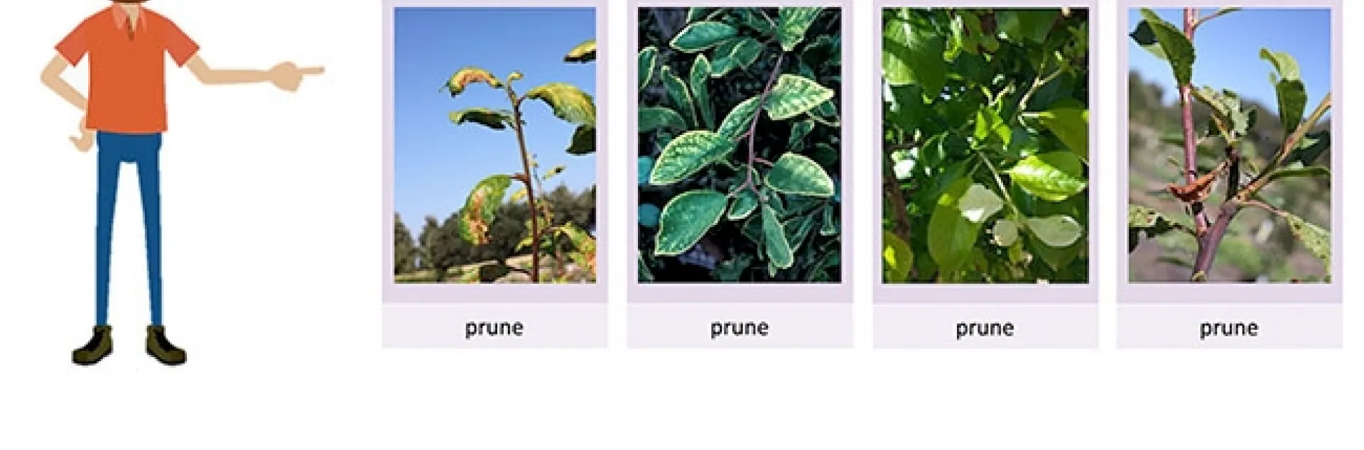 Screen from the course, Module 2: How Herbicides Injure Plants with cartoon person and text bubble “Click on each button to learn more”. Person is pointing to the images demonstrating different herbicide transport routes including contact (e.g. paraquat), foliar systemic (e.g. simazine), below ground systemic (e.g. mesotrione), and combination of transport routes (e.g. 2,4-D). Each example is accompanied by a photo of symptoms caused by the given herbicide on prune.