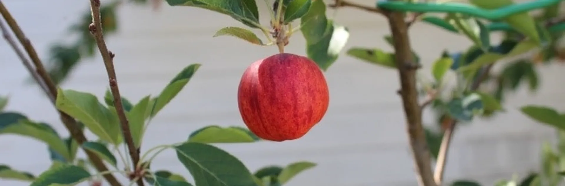 Ready to pick. photos by Brenda Altman