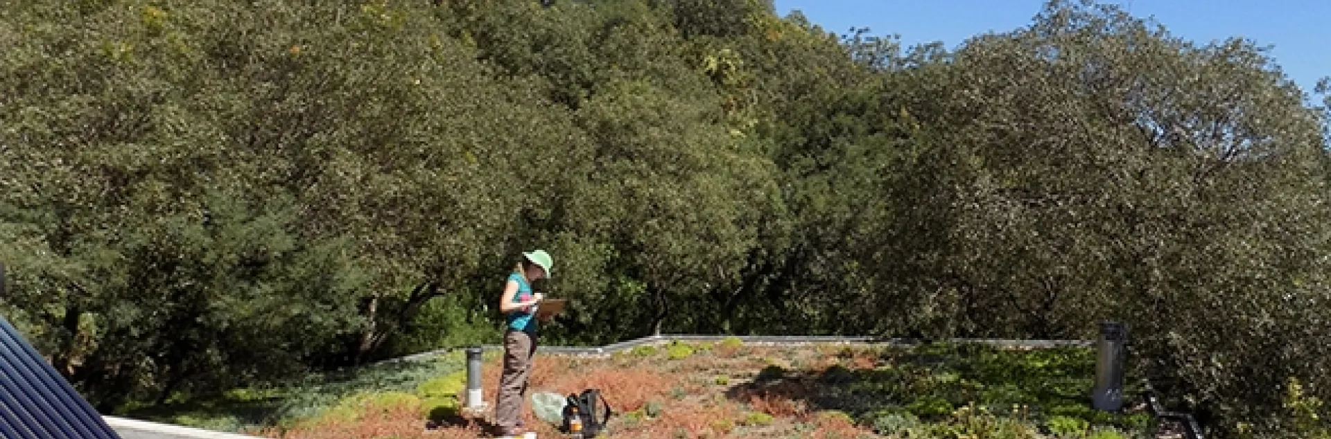 Ecologist and research scientist Maria Silvina Fenoglio (shown here on a green roof) will present a virtual seminar, hosted by the UC Davis Department of Entomology and Nematology, on "Do Green Roofs Benefit Urban Arthropod Communities? Evidence from a South American City," at 4:10 p.m., Wednesday, Oct. 6.