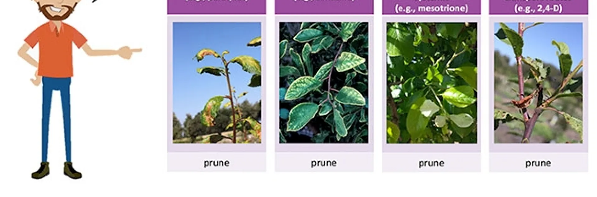 IPM character guiding course