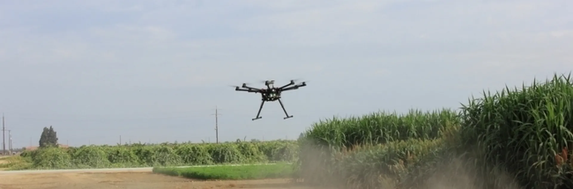 Drone flies over sorghum at Kearney Agricultural Research and Extension Center.