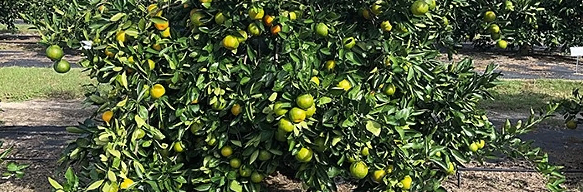 hlb resistant rootstock