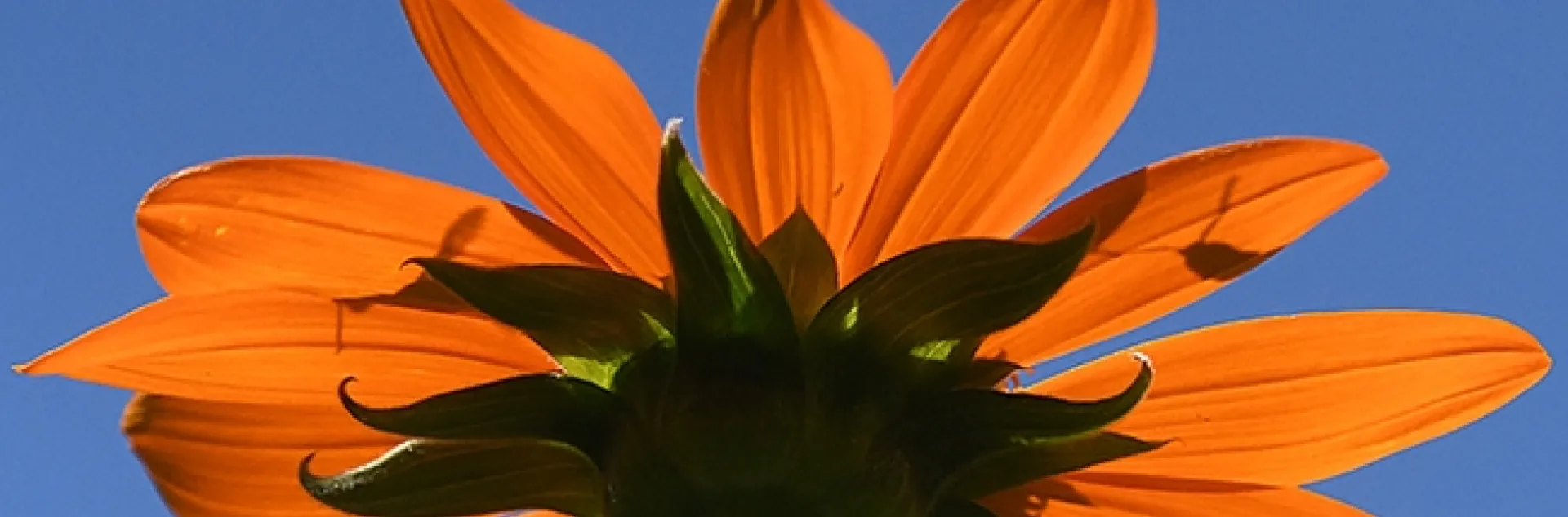A male long-horned bee, Melissodes agilis, chases a female of the species over a Mexican sunflower, Tithonia rotundifola, in a Vacaville pollinator garden. (Photo by Kathy Keatley Garvey)