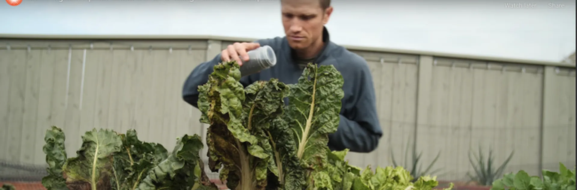 Cooperative Extension specialist and agricultural entomologist Ian Grettenberger of the UC Davis Department of Entomology and Nematology is shown in this frame in KQED's Deep Look video on aphids. The work of Josh Cassidy, it won an international nature award, the equivalent of an Oscar. (Screen shot)