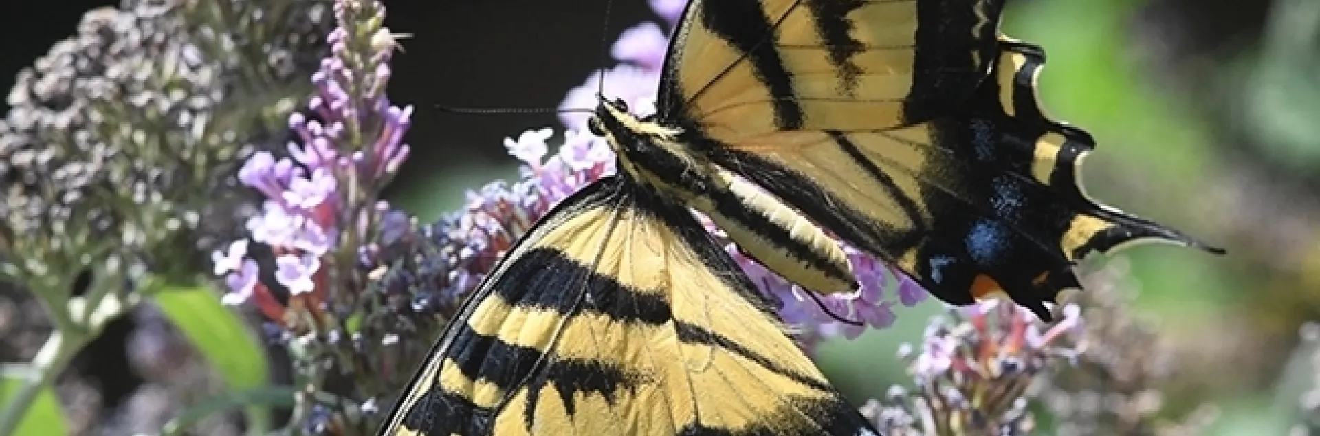 A Western tiger swallowtail, Papilio rutulus, nectaring on a butterfly bush, Buddleia davidii. Many nectar plants will be available at the UC Davis Arboretum Nursery online plant sales. (Photo by Kathy Keatley Garvey)