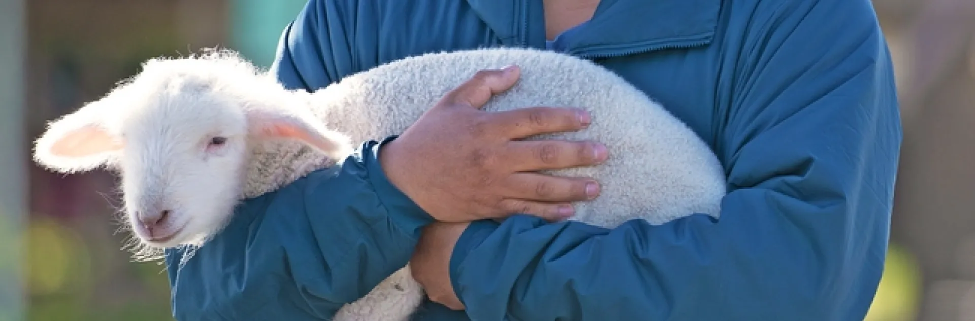 Man wearing a facemask holds a small lamb.