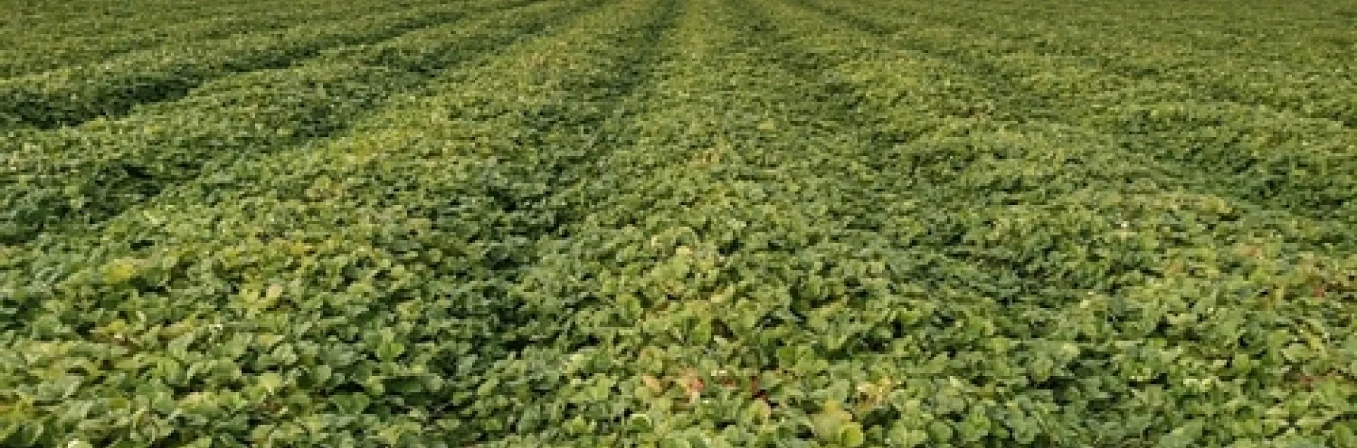 Field of Monterey variety strawberry at MacDoel, Oct 7, 2021