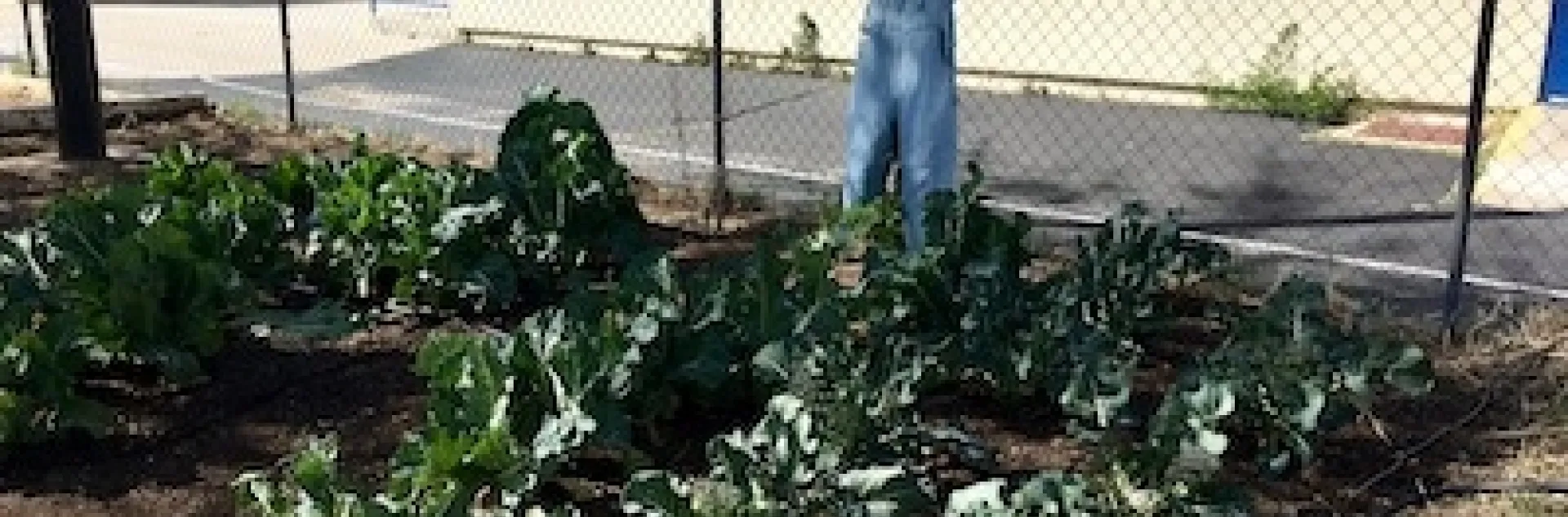 Phelan Elementary Garden - March 2020