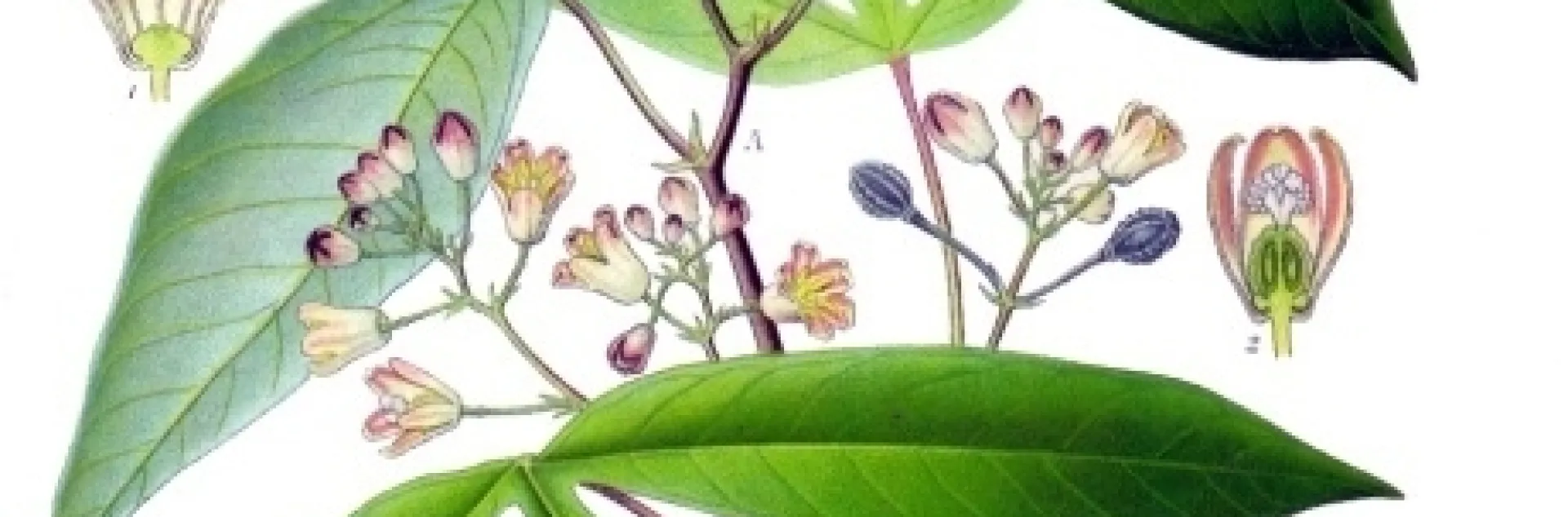 The is the cassava plant, a staple of 200 million Africans. Hans Herren won the 1995 World Food Frize for his work in saving the cassava crop from the mealybug in Africa, thus averting a worst-ever food crisis. (Wikipedia graphic)