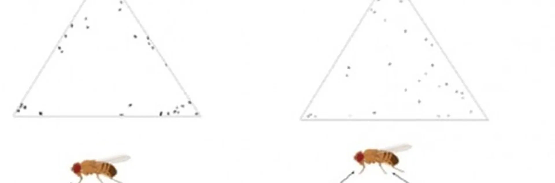 An illustration from the seminar of postdoctoral fellow Sergio Hidalgo Sotelo of the UC Davis Department of Entomology and Nematology.