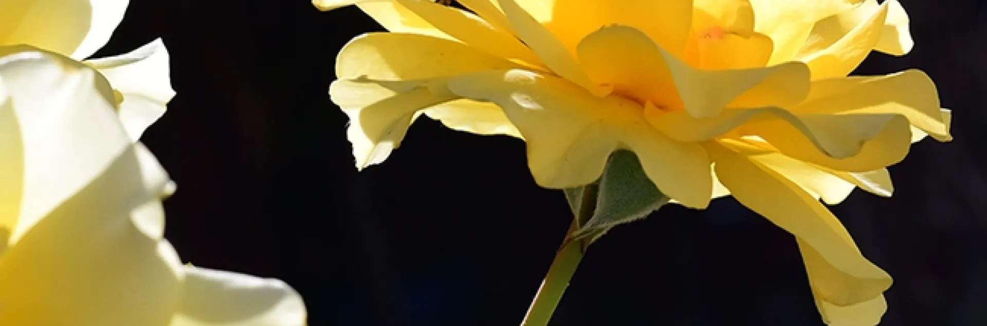 Look closely and you'll see a jumping spider huddled in the petals of this yellow rose. (Photo by Kathy Keatley Garvey)