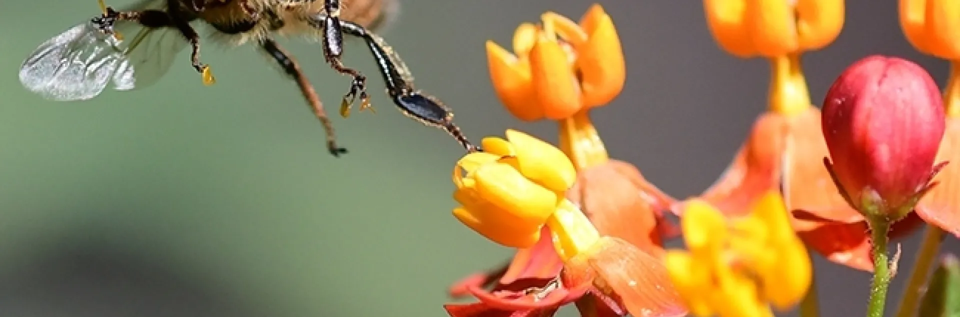 A honey bee frantically struggles to escape from a reproductive chamber of a milkweed blossom. (Photo by Kathy Keatley Garvey