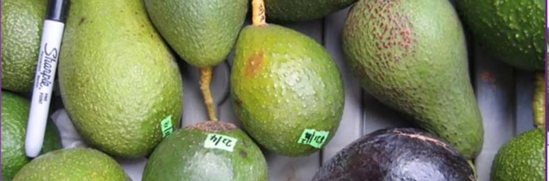 avocado diversity