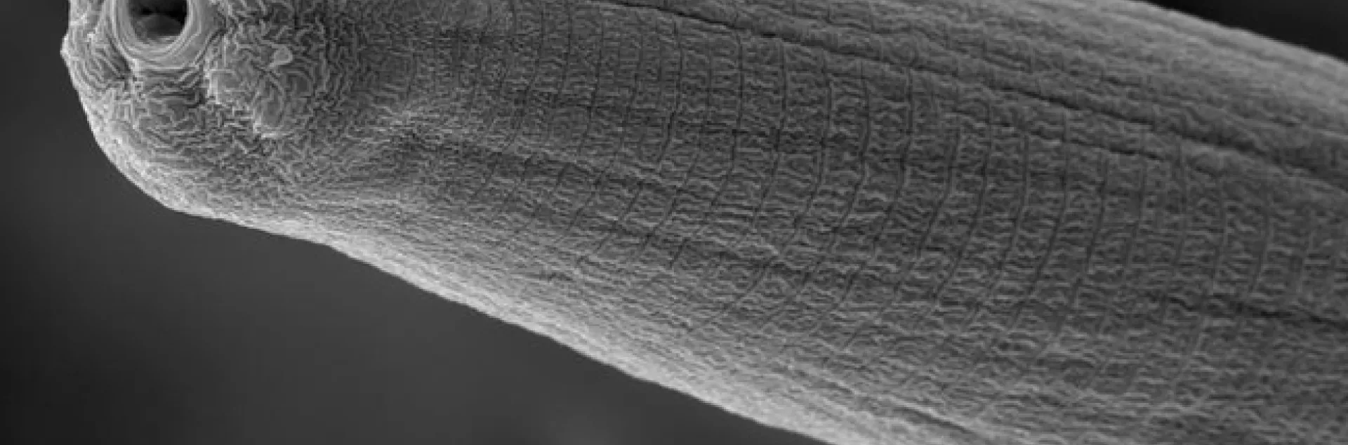 This is a scanning electron micrograph of a Steinernema carpocapsae nematode; this is what they look like when they are spitting venom into their host. (Image by Adler Dillman)