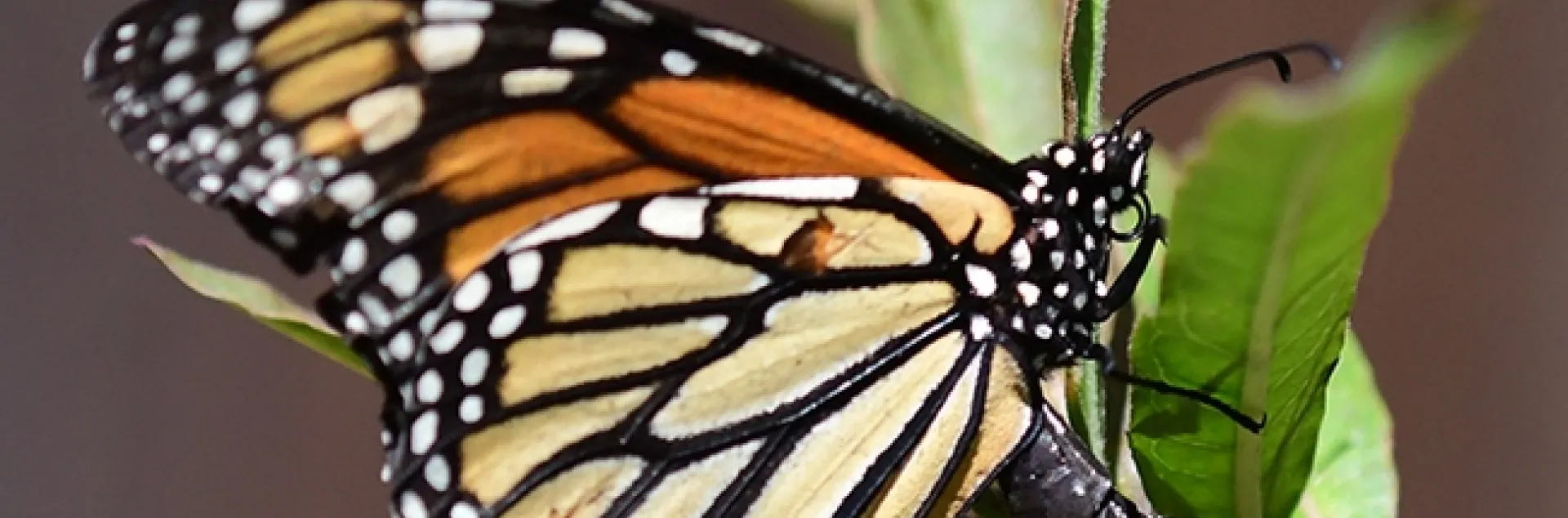 Monarch laying an egg in Vacaville on Oct. 9. (Photo by Kathy Keatley Garvey)