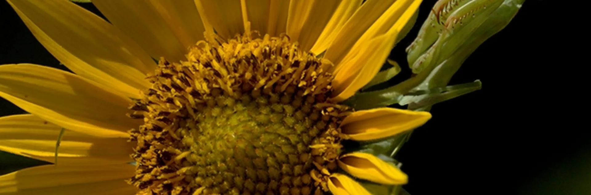 A praying mantis "shopping for bees" on a sunflower, became the subject of one of Allan Jones' carved pumpkins. (Photo by Allan Jones)