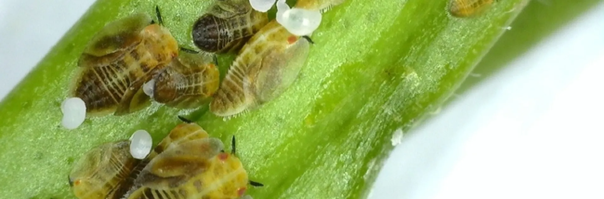 acp nymphs and adults