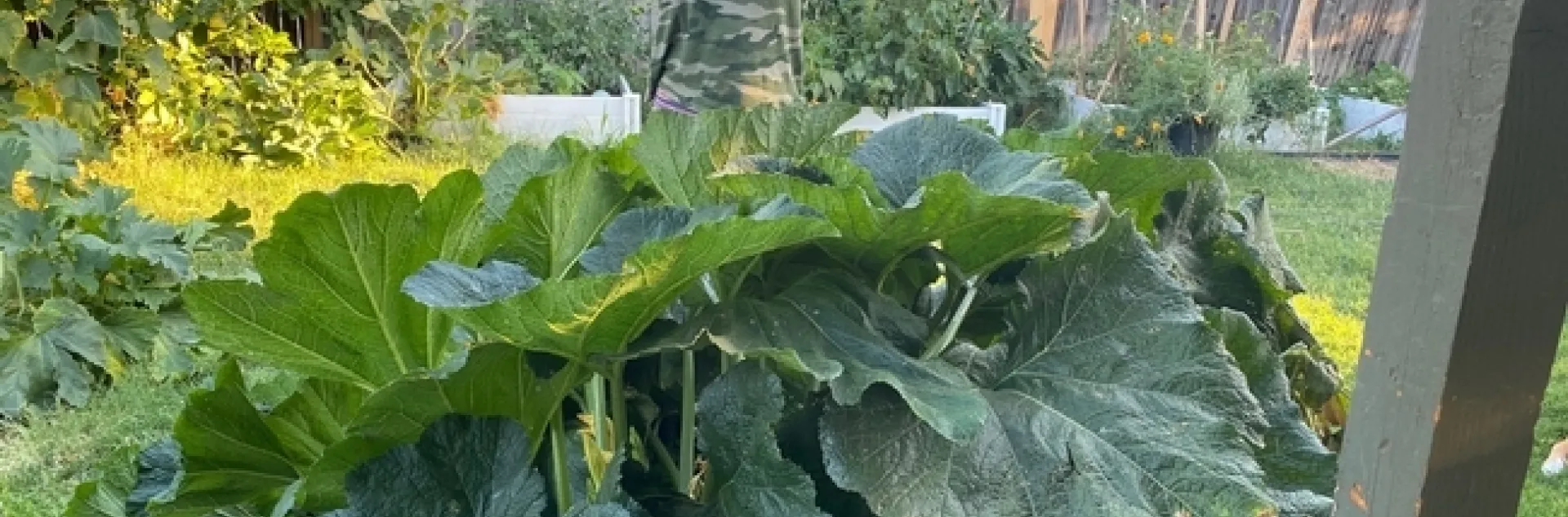 Minerva Gonzalez stands with arms stretched out to the sides to show the width of a squash plant.