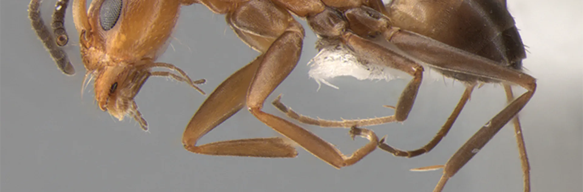 In the ant genus Dorymyrmex, a rapidly evolving group of similar-looking species includes this specimen of Dorymyrmex “pr01” collected by Jill Oberski in Paraná, Brazil. Oberski, a fifth-year doctoral candidate in the Phil Ward lab, is president of the UC Davis Entomology Graduate Student Association.