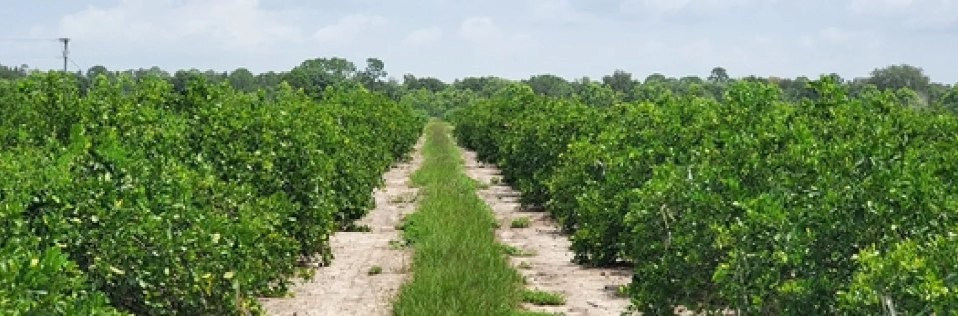 citrus orchard florida
