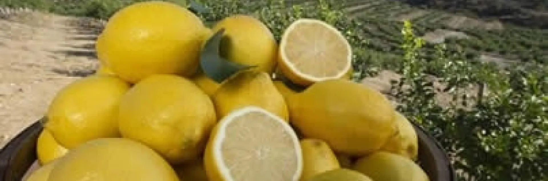 seedless lemon 3x9