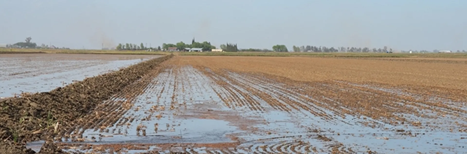 Eggs of tadpole shrimp hatch in a flooded rice field. This image was taken at the California Cooperative Rice Research Foundation Inc. Rice Experiment Station near Biggs, Calif. (Photo by Ian Grettenberger)