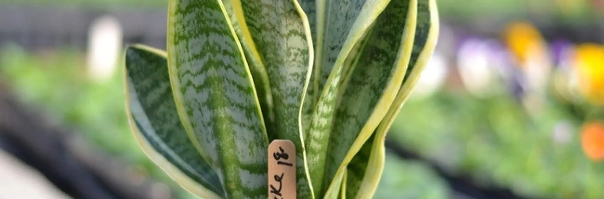 Vertically striped yellow and green houseplant.
