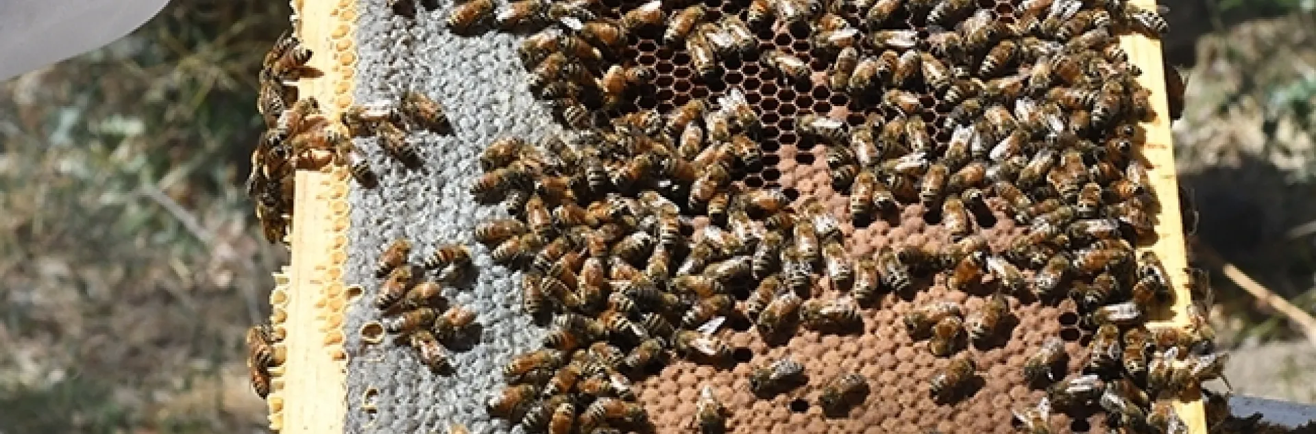 Students in the CAMPB apprentice assistant class will learn how to keep safe, healthy bees. (Photo by Kathy Keatley Garvey)